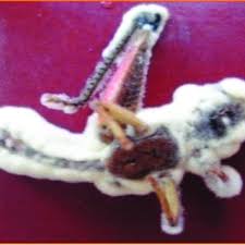 Attēlu rezultāti vaicājumam “Entomophaga grylli”