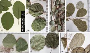 Attēlu rezultāti vaicājumam “Cotinus coggygria leaf”