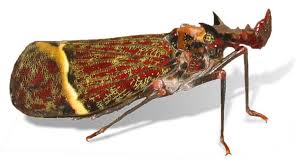 Attēlu rezultāti vaicājumam “Auchenorrhyncha”