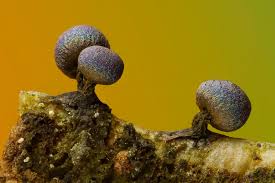 Attēlu rezultāti vaicājumam “Physarum leucophaeum stalked”