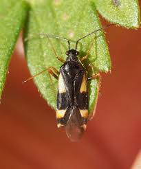 Attēlu rezultāti vaicājumam “Dryophilocoris flavoquadrimaculatus imago”