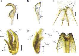 Attēlu rezultāti vaicājumam “Stenotus binotatus male”