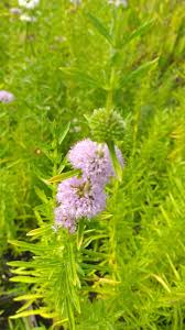 Attēlu rezultāti vaicājumam “Mentha aquatica leaf”