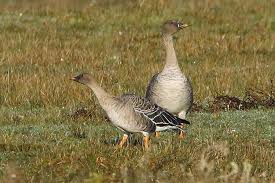 Attēlu rezultāti vaicājumam “Anser serrirostris”