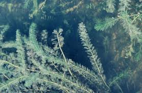 Attēlu rezultāti vaicājumam “Myriophyllum spicatum”