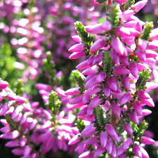 Attēlu rezultāti vaicājumam “Calluna vulgaris fruit”
