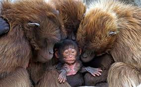 Attēlu rezultāti vaicājumam “Primates”