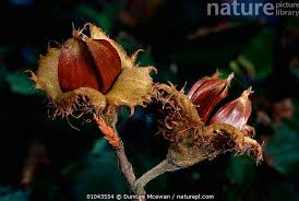 Attēlu rezultāti vaicājumam “Fagus sylvatica fo. purpurea fruit”