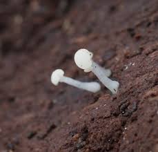 Attēlu rezultāti vaicājumam “Cudoniella acicularis”