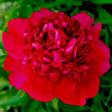 Attēlu rezultāti vaicājumam “Paeonia lactiflora flower”