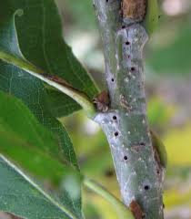 Attēlu rezultāti vaicājumam “Andricus quercuscorticis”