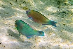 Image result for Scarus psittacus