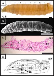 Attēlu rezultāti vaicājumam “Acronicta megacephala larva”