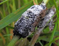 Attēlu rezultāti vaicājumam “Didymium spongiosum macro”