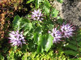 Attēlu rezultāti vaicājumam “Physarum ovisporum sessile”