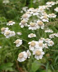 Image result for Achillea Ptarmica