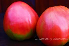 Afbeeldingsresultaat voor erdie family oxheart tomato