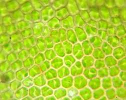 Attēlu rezultāti vaicājumam “Cinclidotus danubicus cells”