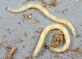 Attēlu rezultāti vaicājumam “Therevidae larva”