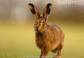 Attēlu rezultāti vaicājumam “Lepus europaeus adult”