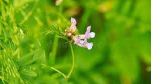 Attēlu rezultāti vaicājumam “Acinos arvensis flower”