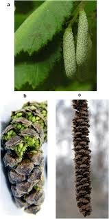 Attēlu rezultāti vaicājumam “Corylus avellana male flower”