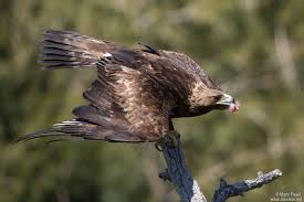 Attēlu rezultāti vaicājumam “Aquila chrysaetos adult”