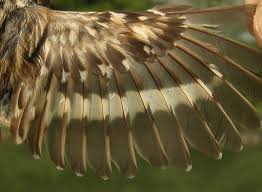 Attēlu rezultāti vaicājumam “Certhia familiaris adult”