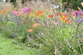 Attēlu rezultāti vaicājumam “Hyssopus officinalis flower”