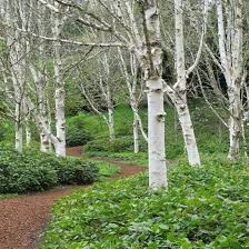 Attēlu rezultāti vaicājumam “Betula papyrifera”