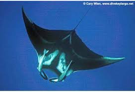 Image result for Mobula thurstoni