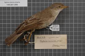 Attēlu rezultāti vaicājumam “Sylvia nisoria”