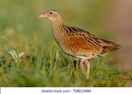 Attēlu rezultāti vaicājumam “Crex crex”