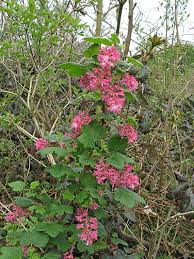 Image result for Rumex sanguineum