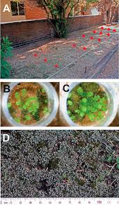 Attēlu rezultāti vaicājumam “Bryum argenteum”