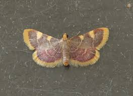 Attēlu rezultāti vaicājumam “Hypsopygia costalis”