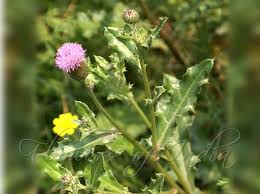 Attēlu rezultāti vaicājumam “Cirsium arvense flower”
