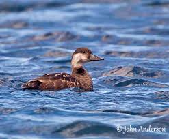 Attēlu rezultāti vaicājumam “Melanitta nigra male”