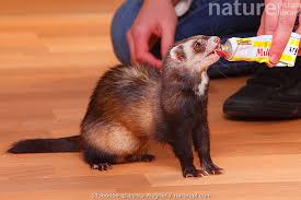 Attēlu rezultāti vaicājumam “Mustela putorius”