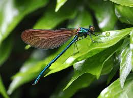 Attēlu rezultāti vaicājumam “Calopteryx virgo male”