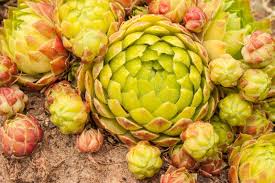 Attēlu rezultāti vaicājumam “Jovibarba globifera flower”