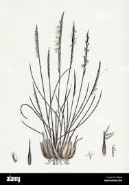 Attēlu rezultāti vaicājumam “Nardus stricta leaf”