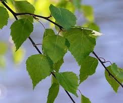 Attēlu rezultāti vaicājumam “Betula pubescens”