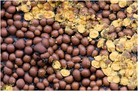 Attēlu rezultāti vaicājumam “Perichaena corticalis”