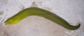 Image result for Gymnothorax funebris