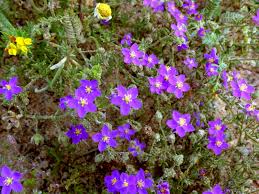 Attēlu rezultāti vaicājumam “Spergularia rubra”