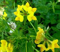 Attēlu rezultāti vaicājumam “Lotus corniculatus flower”