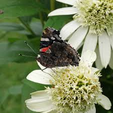 Attēlu rezultāti vaicājumam “Vanessa atalanta upperside”
