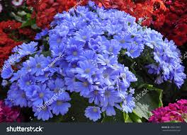 Image result for Primula malacoides