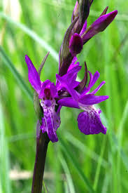 Attēlu rezultāti vaicājumam “Dactylorhiza traunsteineri”